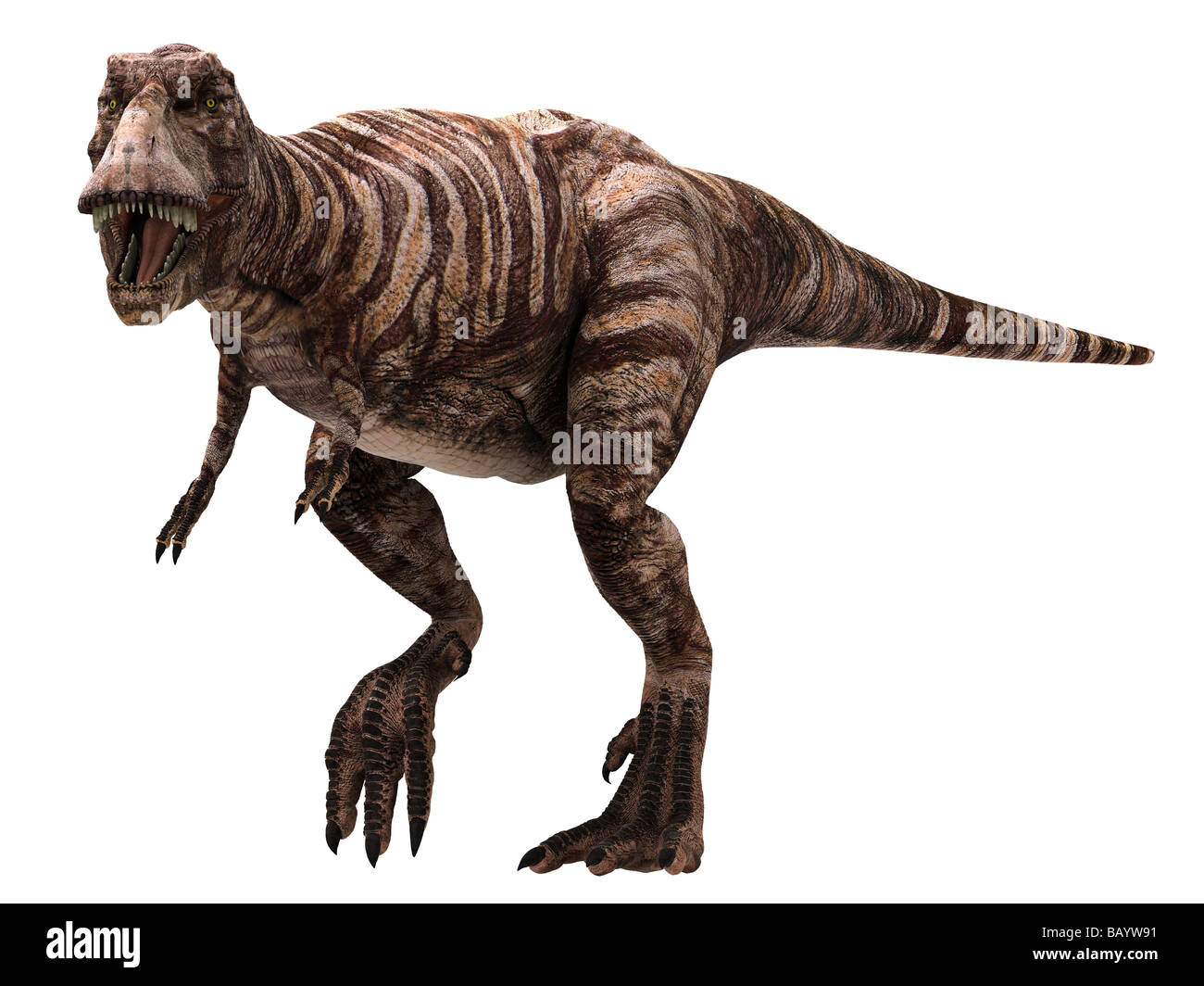 Tyrannosaurus Rex (il significato di "tiranno Lizard King') T-Rex vissuto nella parte occidentale del Nord America da 68 a 65 milioni di anni fa Foto Stock