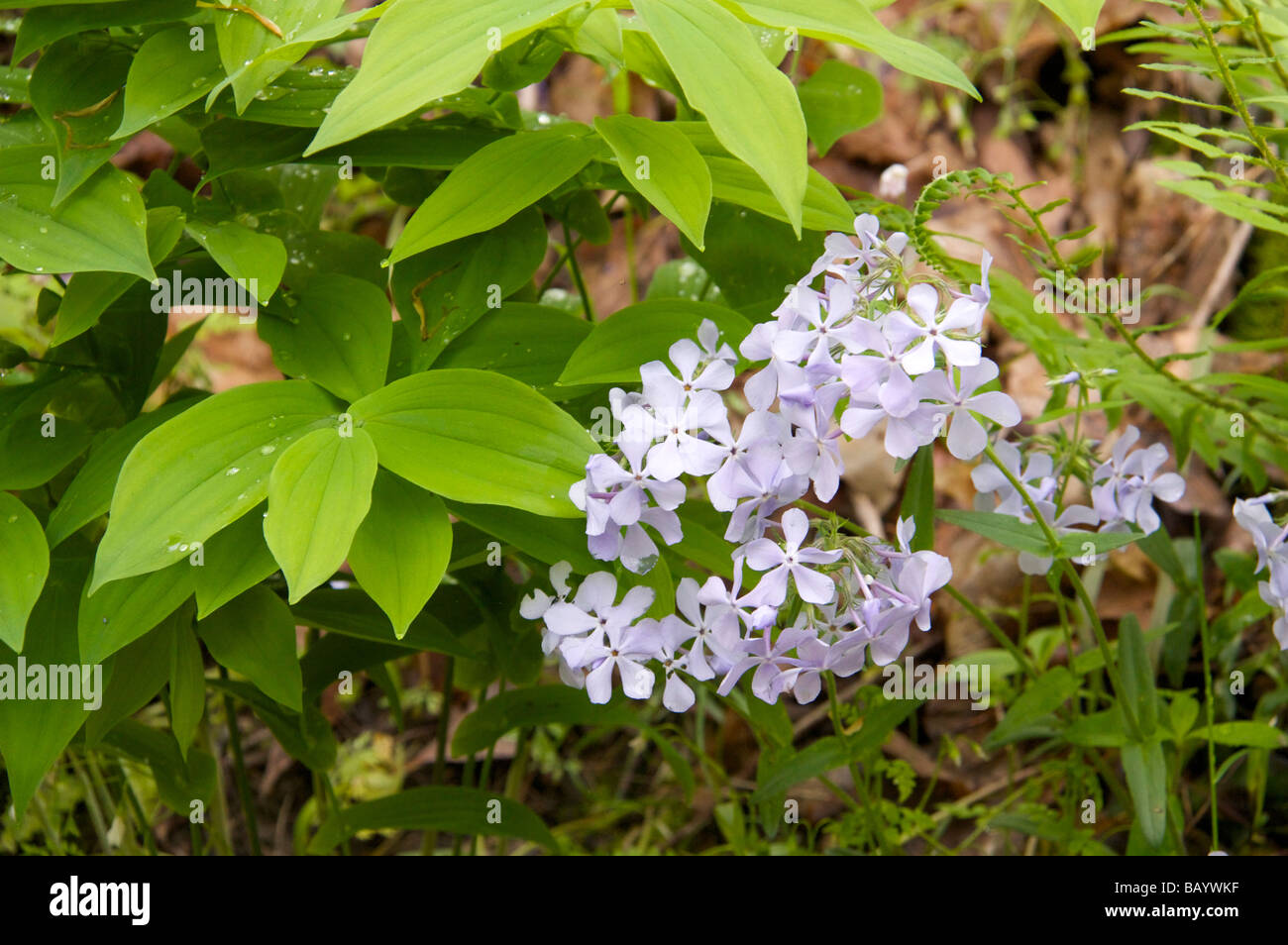 Bosco phlox blu Pere Marquette membro Park Illinois Foto Stock