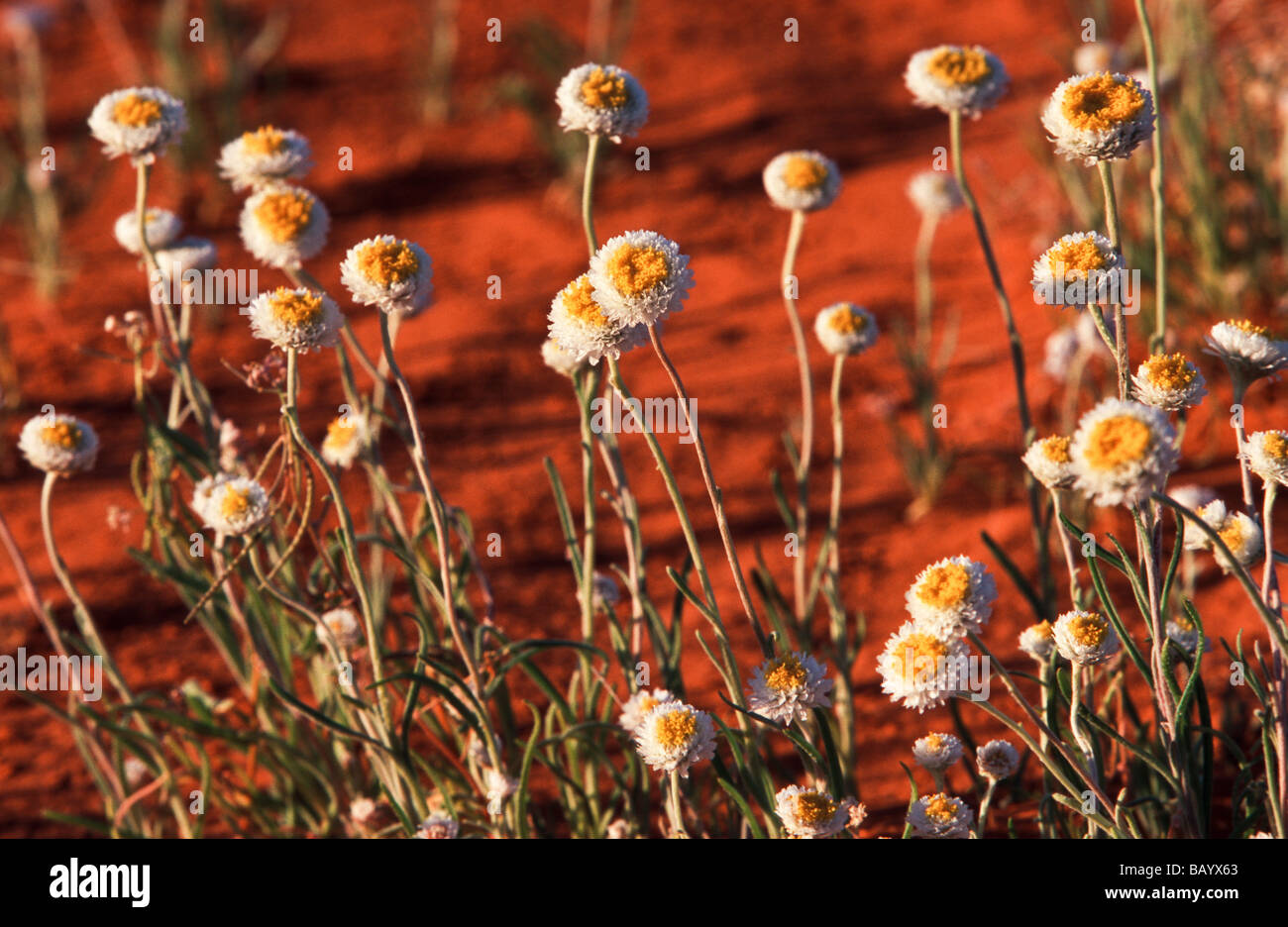 Fiori di campo in sabbia del deserto, Australia centrale Foto Stock