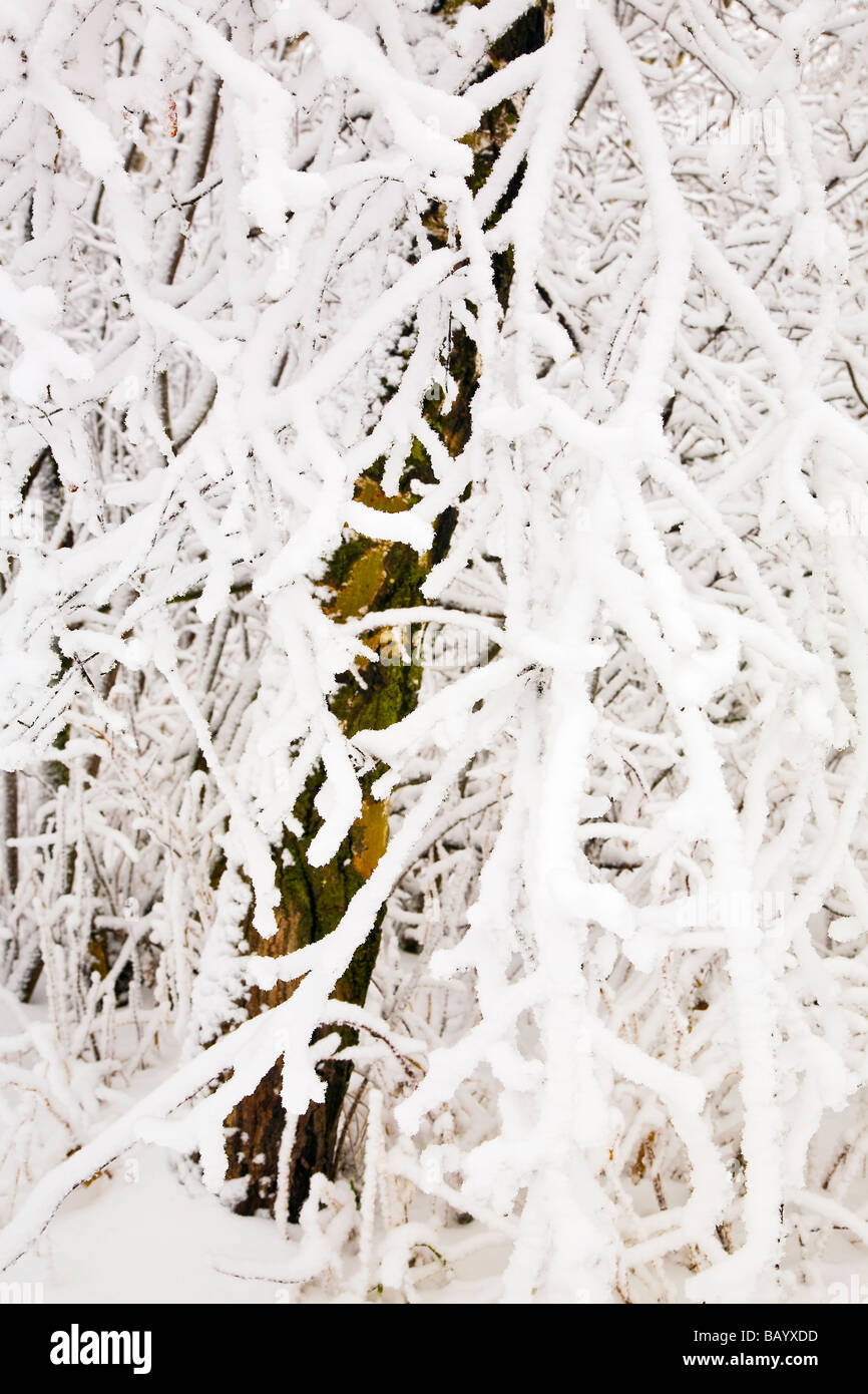 Hoar Frost su rami di alberi, Manitoba, Canada. Foto Stock
