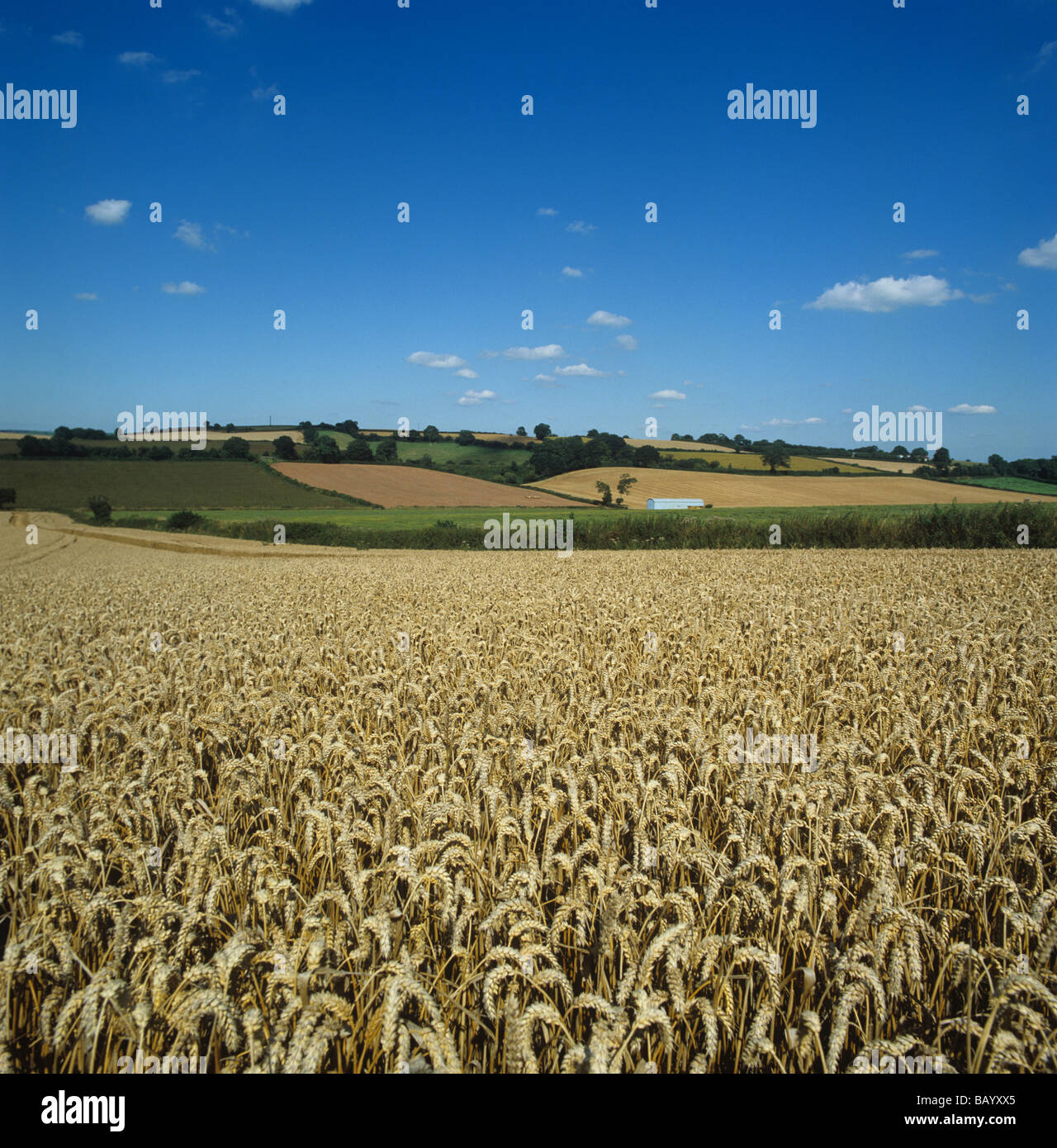 Il raccolto di grano in orecchio maturi in una bella giornata estiva Mid Devon Foto Stock