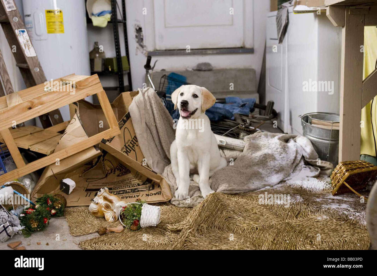 Marley and Me Anno : 2008 Director : David Frankel Foto Stock