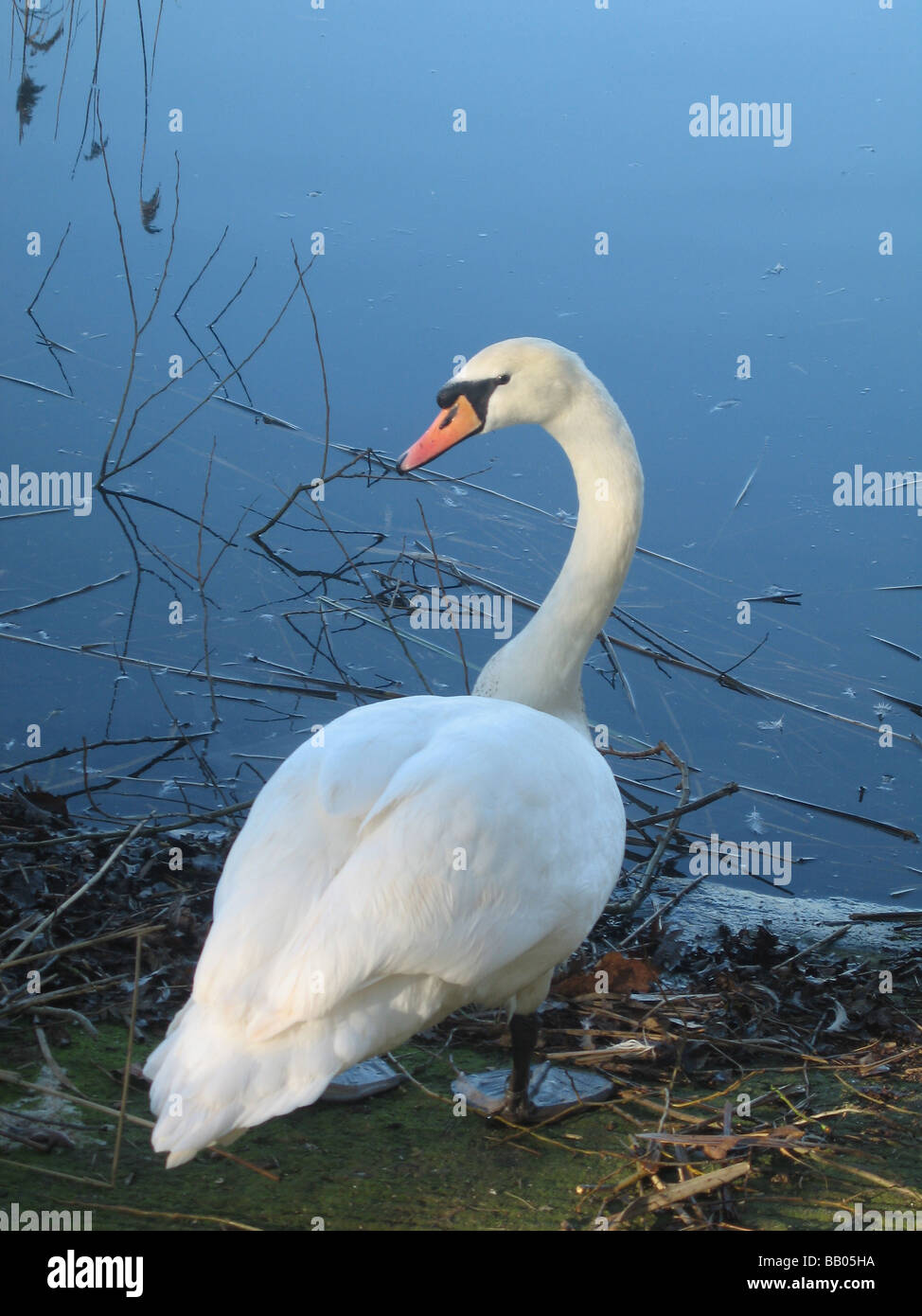 Cigno permanente al lato del lago Foto Stock