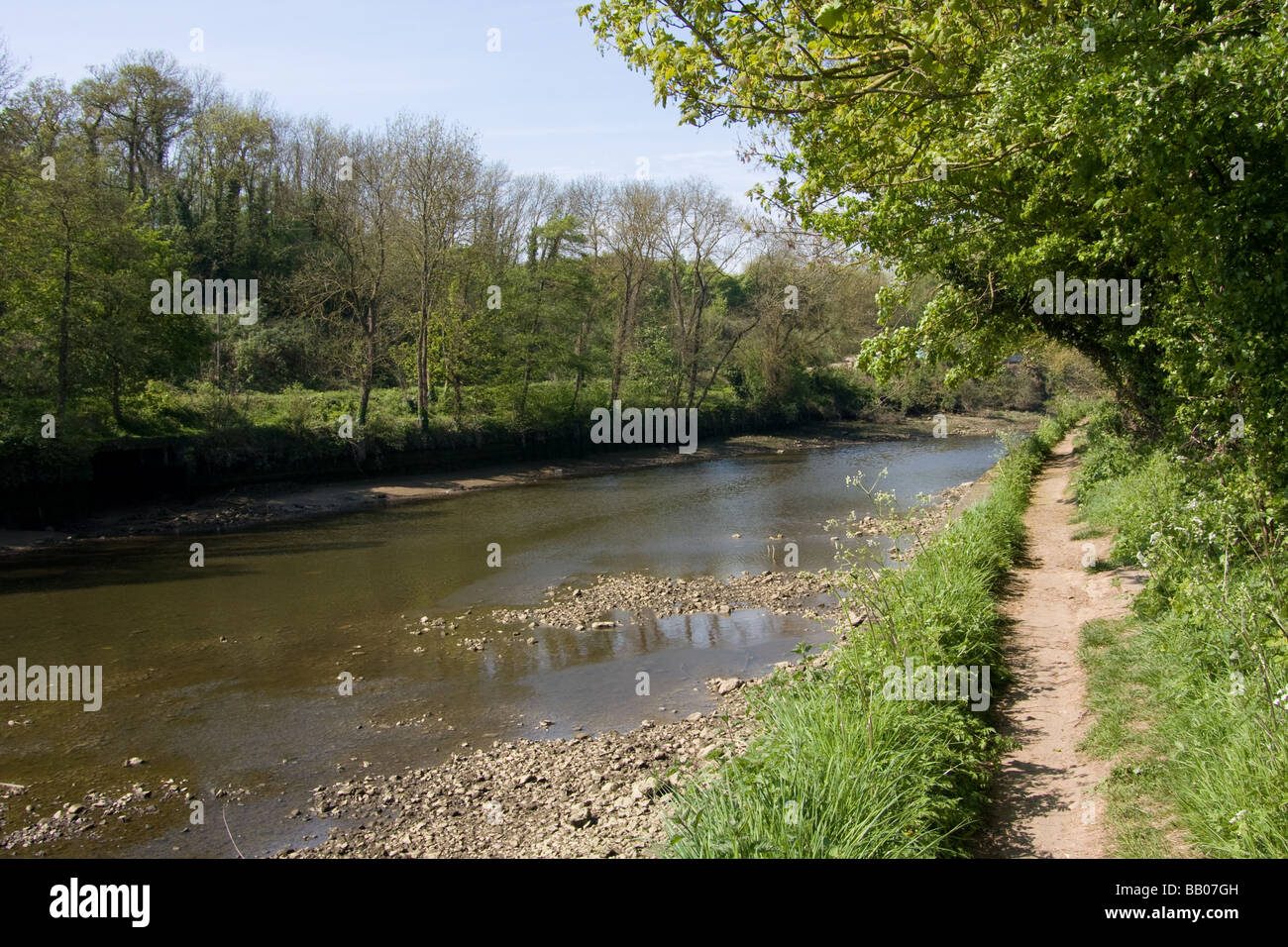 Ciclo sentiero pedonale lungo il fiume alberi molla medway Valley a piedi il fiume medway allington kent england Regno Unito Europa Foto Stock