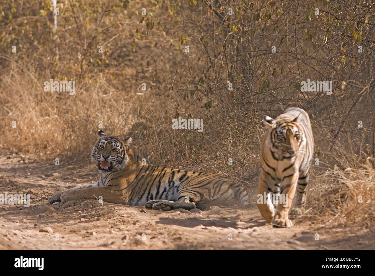 Una tigre machali avvertenza Ranthambore riserva della tigre, India. ( Panthera Tigris ) Foto Stock