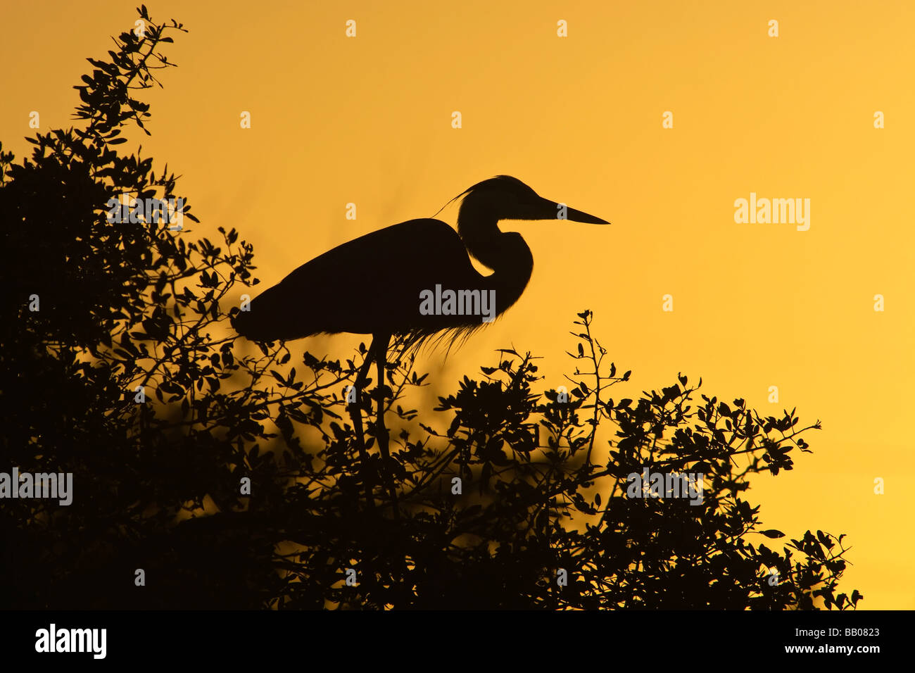 Un adulto airone blu al nido al tramonto Foto Stock