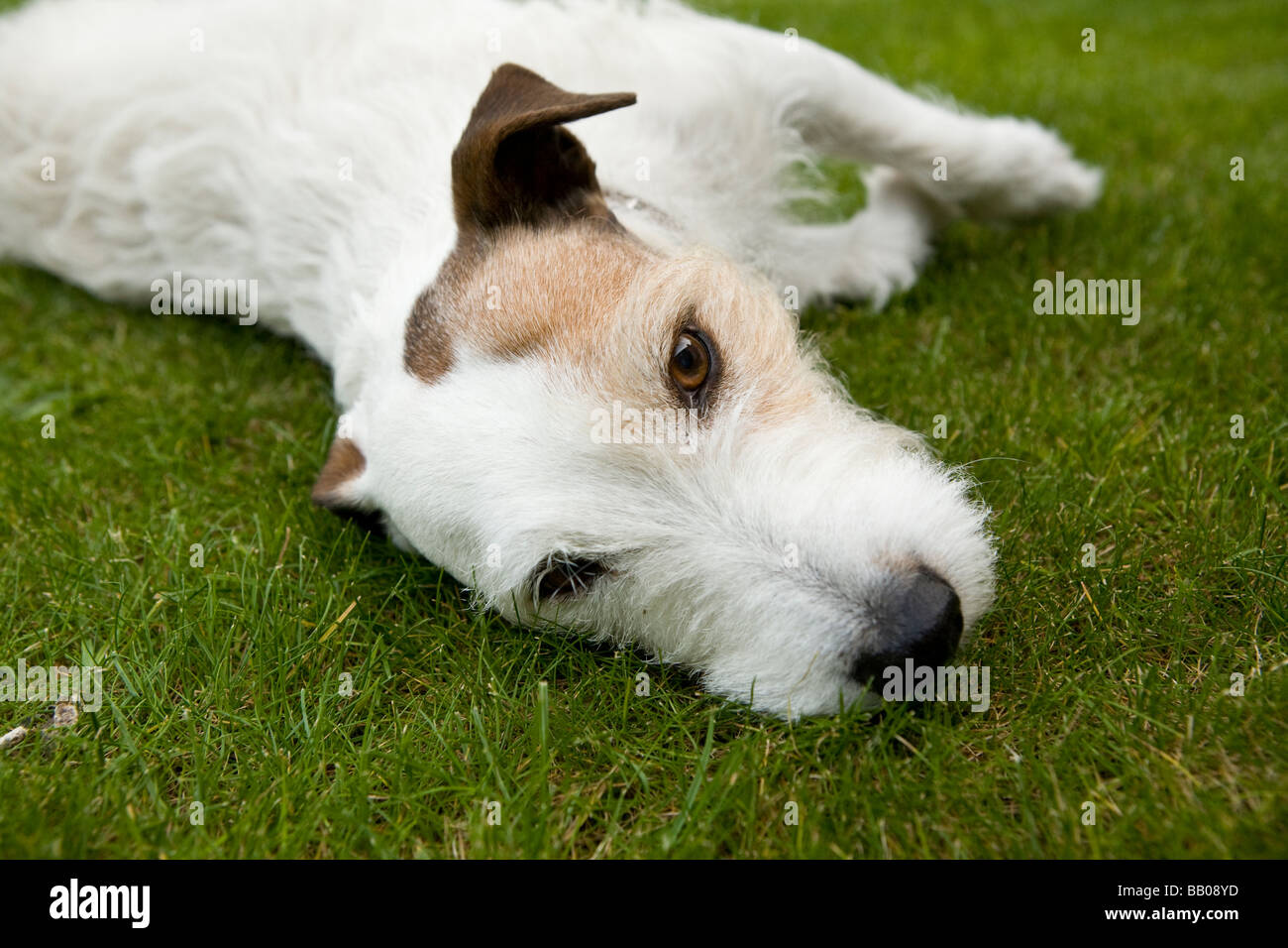 Jack Russell Terrier cane sdraiato Foto Stock