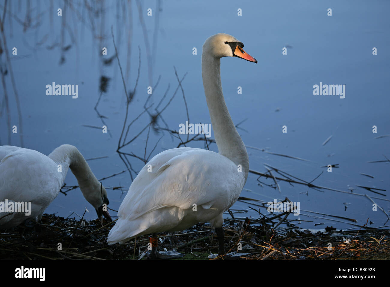 Cigni bianchi da un lago Foto Stock