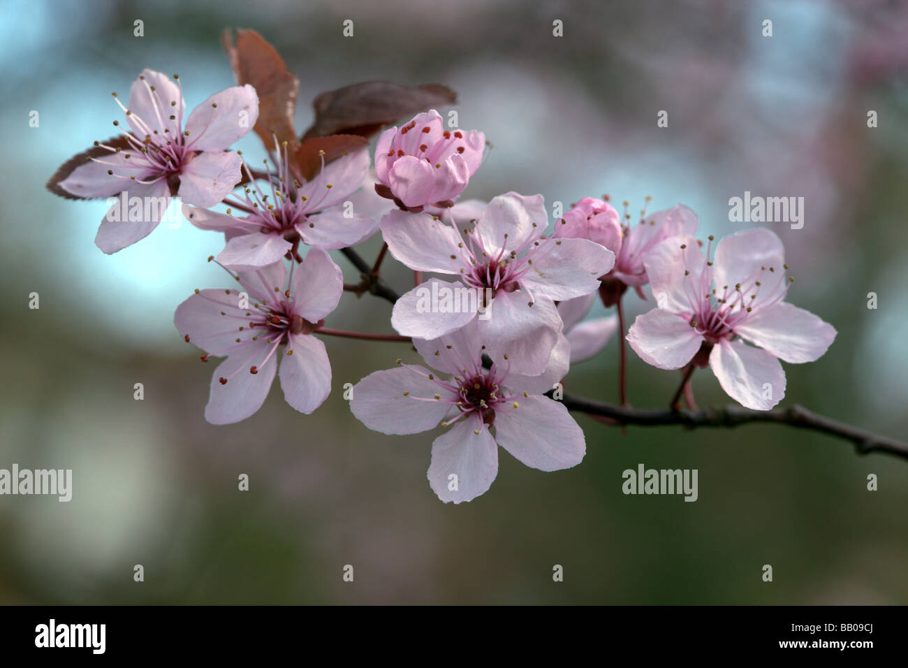 Fiore di Prunus cerasifera nigra Foto Stock