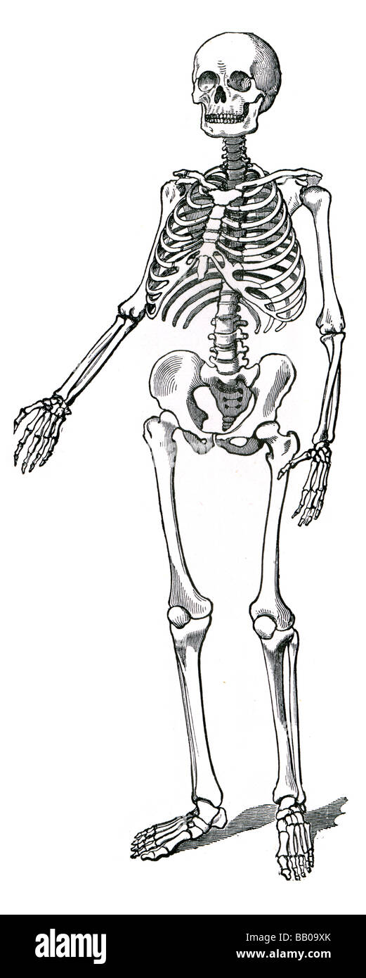 Scheletro umano della colonna vertebrale nervature scheletrico costola clavicola ilium rotula carpali ossa fuse impalcatura ossea protegge il femore Foto Stock
