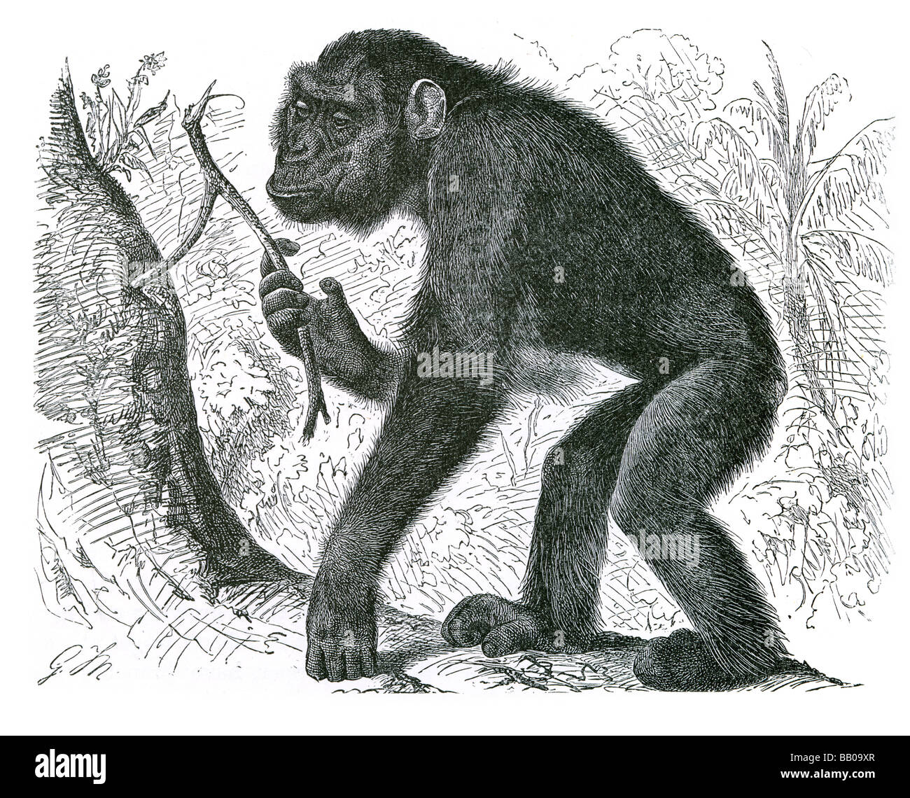 La scimpanzé chimp mafuka Pan troglodytes Bonobo paniscus scimpanzé pigmeo scimpanzé Hominidae tribù Hominini Panina subtrib Foto Stock