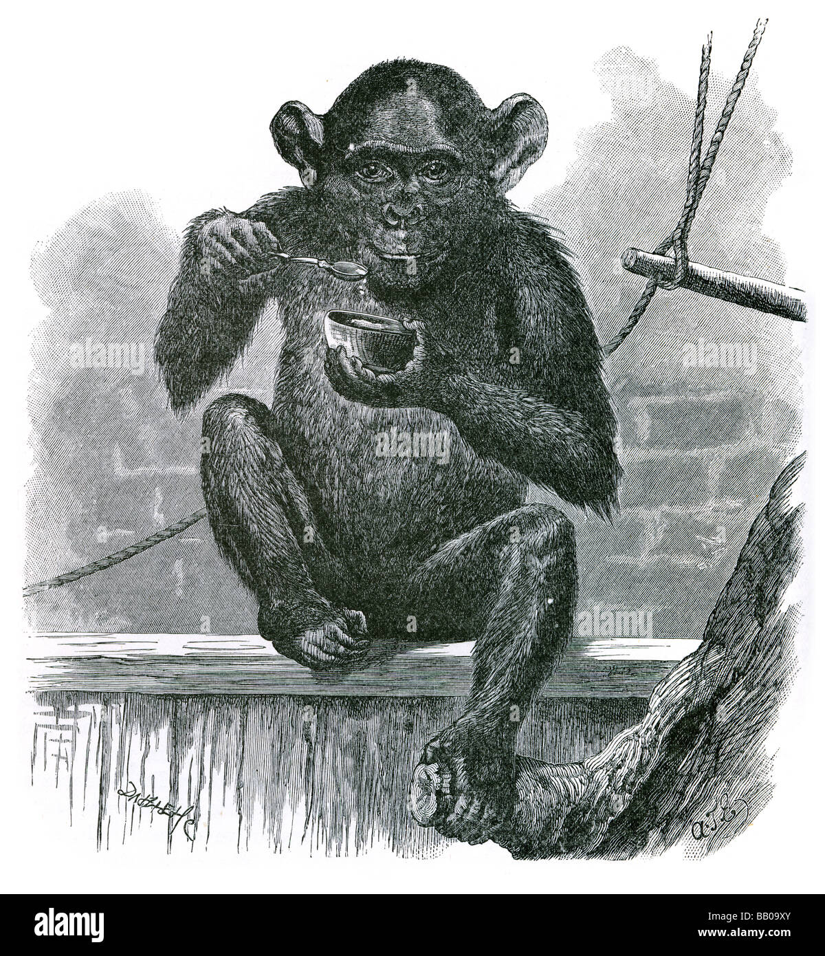 La scimpanzé sally mangiare fuori della ciotola con cucchiaio seduti sulla parete chimp Pan troglodytes Bonobo paniscus scimpanzé pigmeo Chimpa Foto Stock