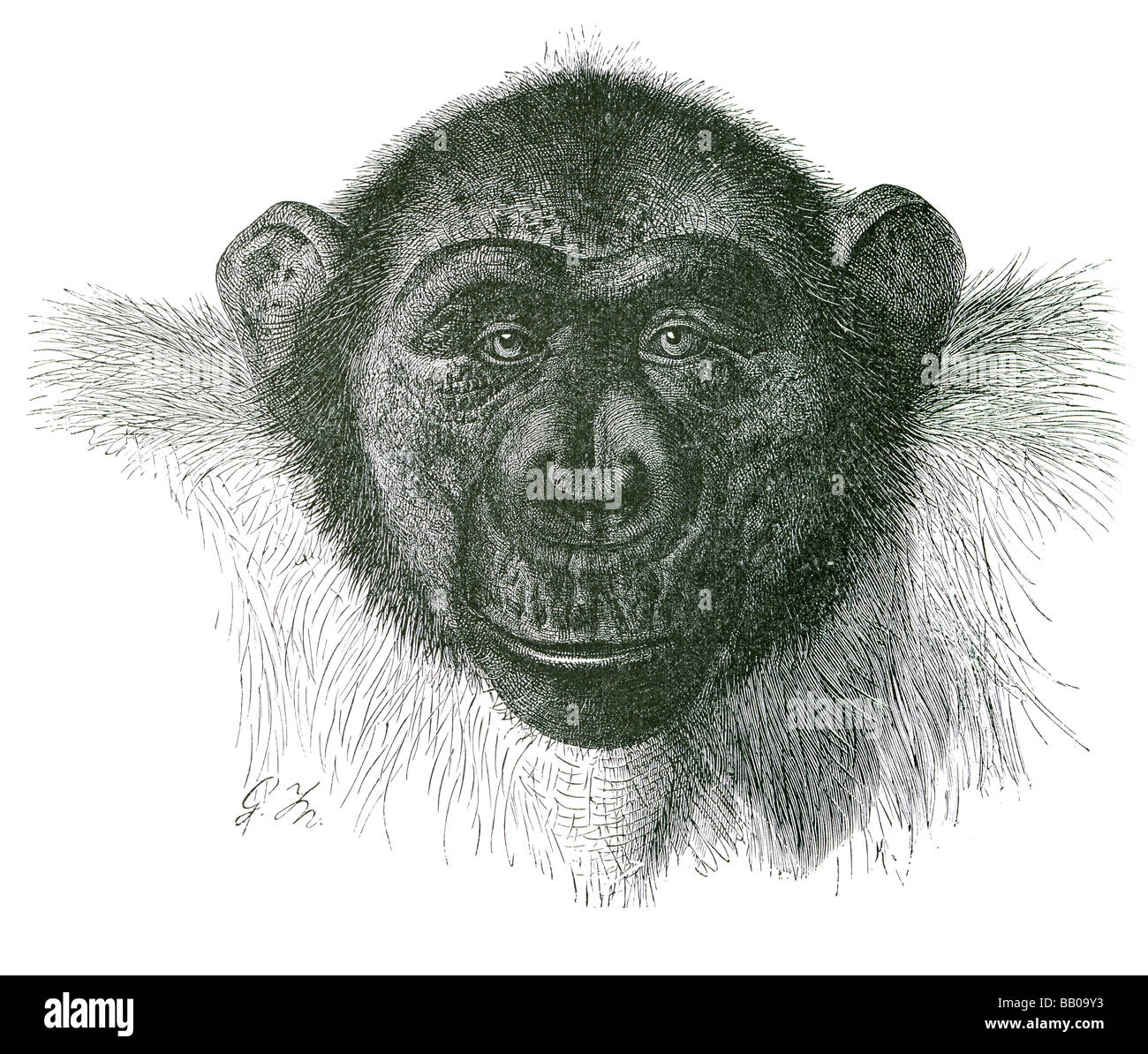 Testa di scimpanzé chimp mafuka Pan troglodytes Bonobo paniscus scimpanzé pigmeo scimpanzé Hominidae tribù Hominini Panina sub Foto Stock
