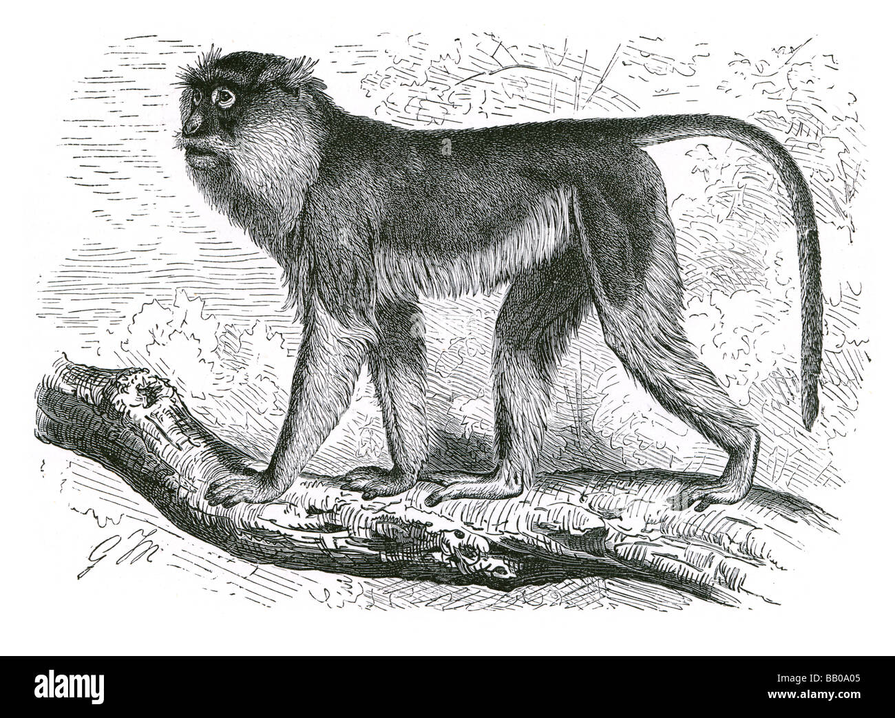 La patas monkey Erythrocebus patas dimora di terra di scimmia più veloce di coda runner primate matrilineal predominio rank Cercopithecida Foto Stock