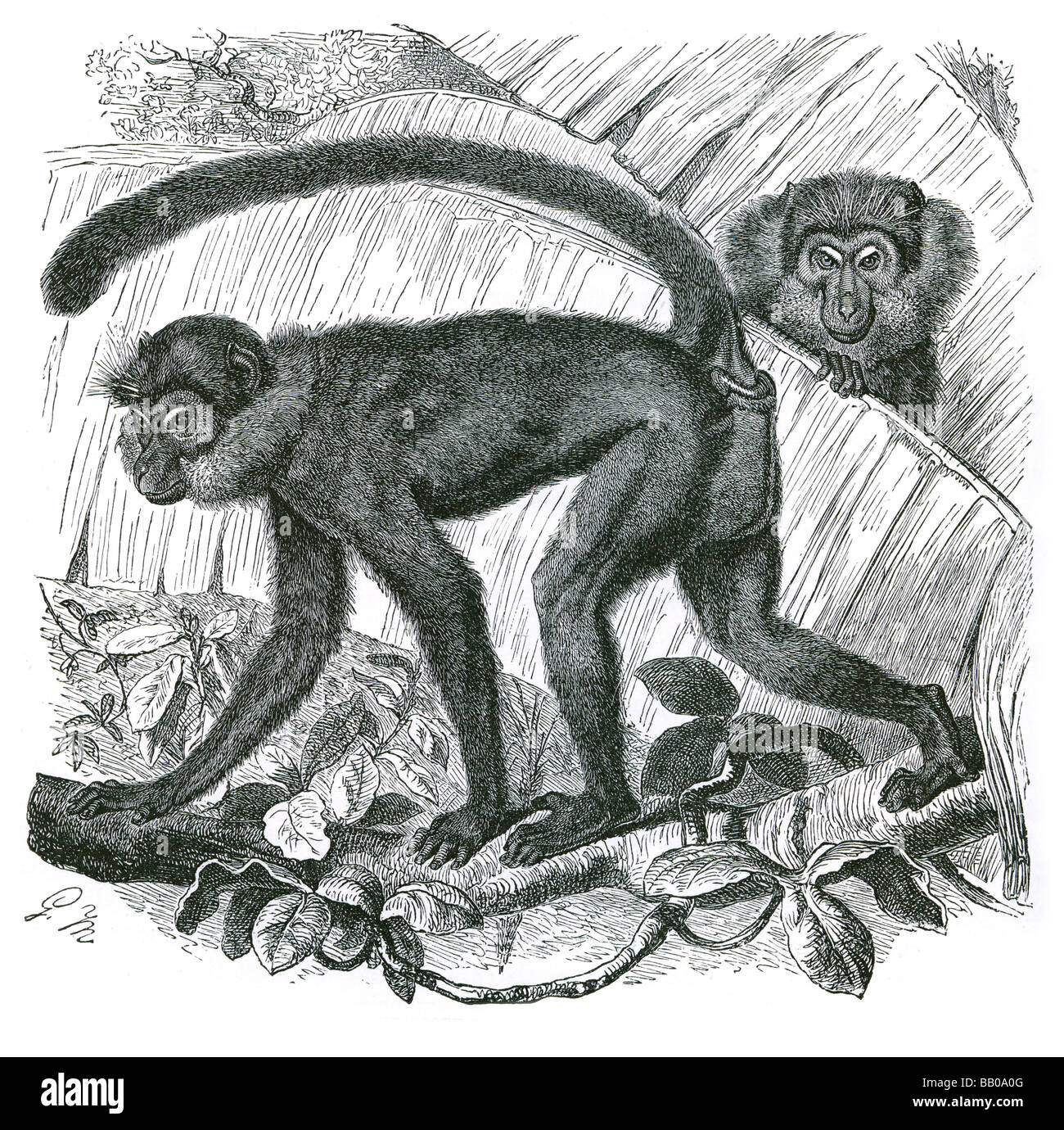La fuligginosa mangabey Cercocebus atys forest Senegal Ghana HIV-2 bianco vulnerabili incoronato arboree a collare diurna di primate omnivor Foto Stock