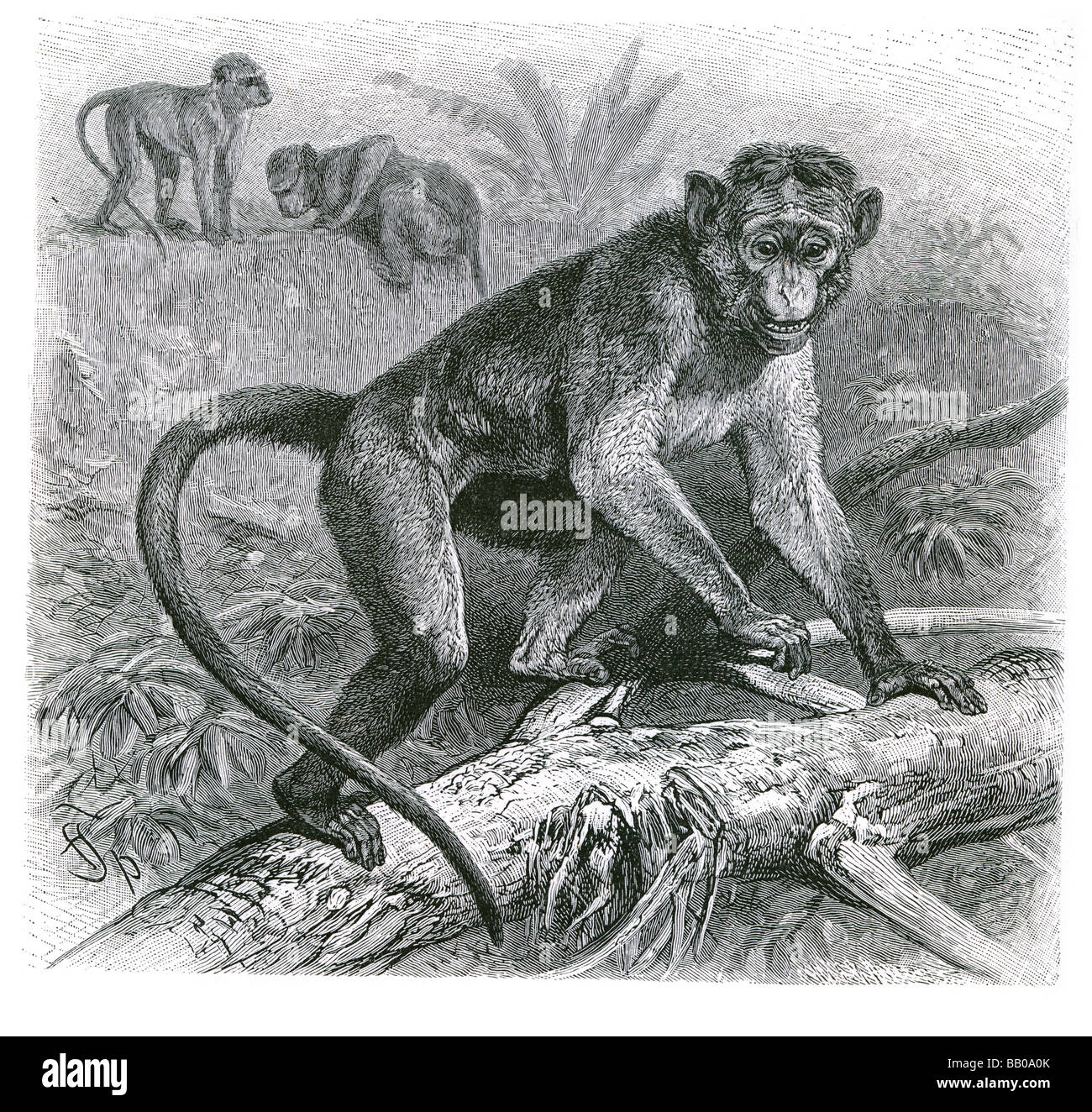 Il cofano la scimmia Macaca radiata macaque nell India meridionale animali diurni Macaca radiata radiata Macaca radiata diluta albero di coda br Foto Stock