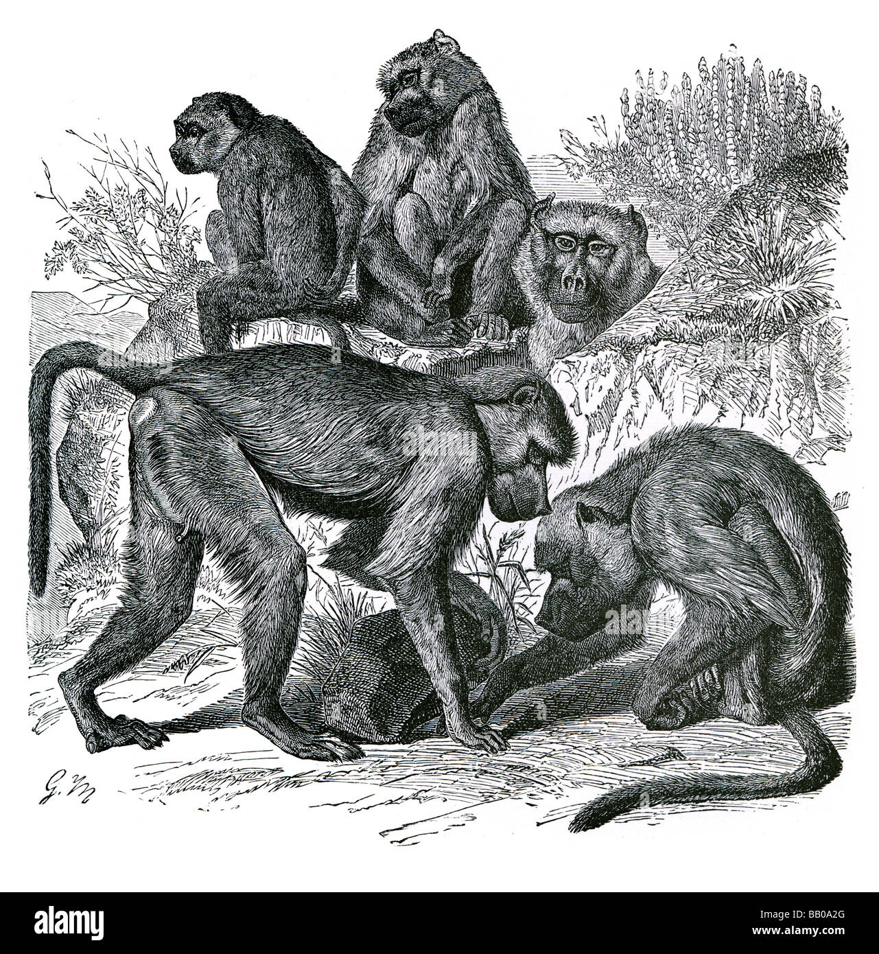 Babbuino giallo Cynocephalus dog-testa testa muso sottile corpo lunghe braccia gambe marrone giallastro capelli glabre faccia bianca basette lato Foto Stock