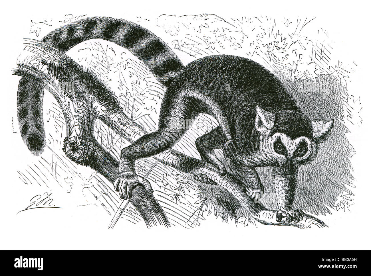 Di inanellare tailed lemure Lemuriformes Lemuridae Lemuridae strepsirrhines lemures grida di lamento occhi riflettente lemuriform catta Foto Stock