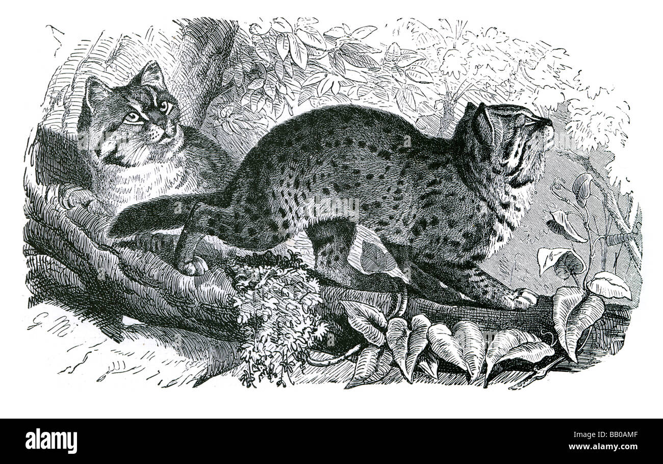 Leopard Cat Prionailurus bengalensis gatto selvatico interno in pelliccia di coda giallo grigio argento rosettate maculato arrampicarsi sugli alberi sapientemente tree Foto Stock