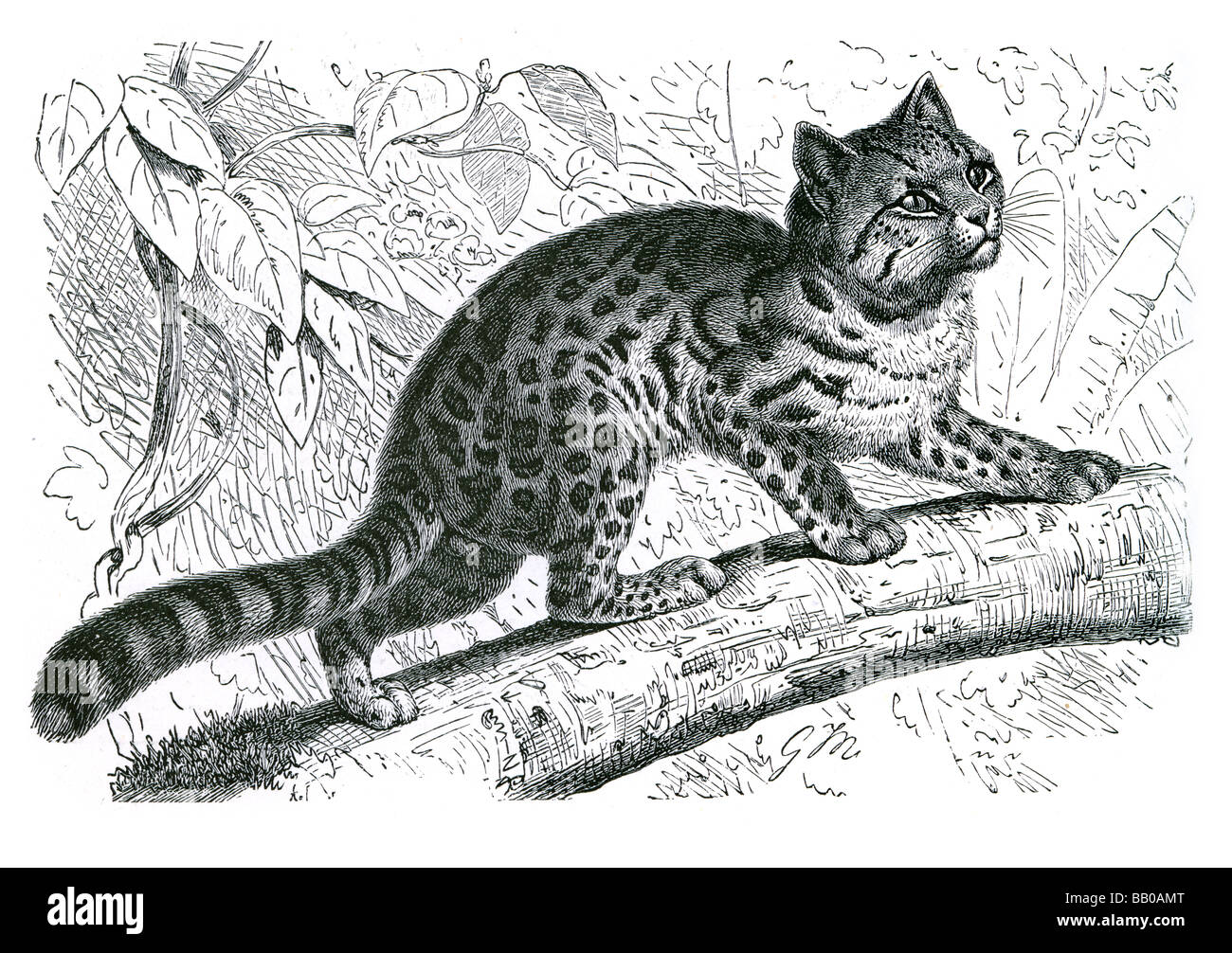 Margay da Leopardo wiedii spotted cat solitario animale notturno della foresta pluviale estinzione vulnerabili di coda pattern maculato abile cli Foto Stock