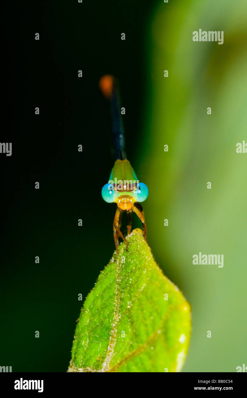 Dragonfly nella foresta di pioggia in Borneo Foto Stock