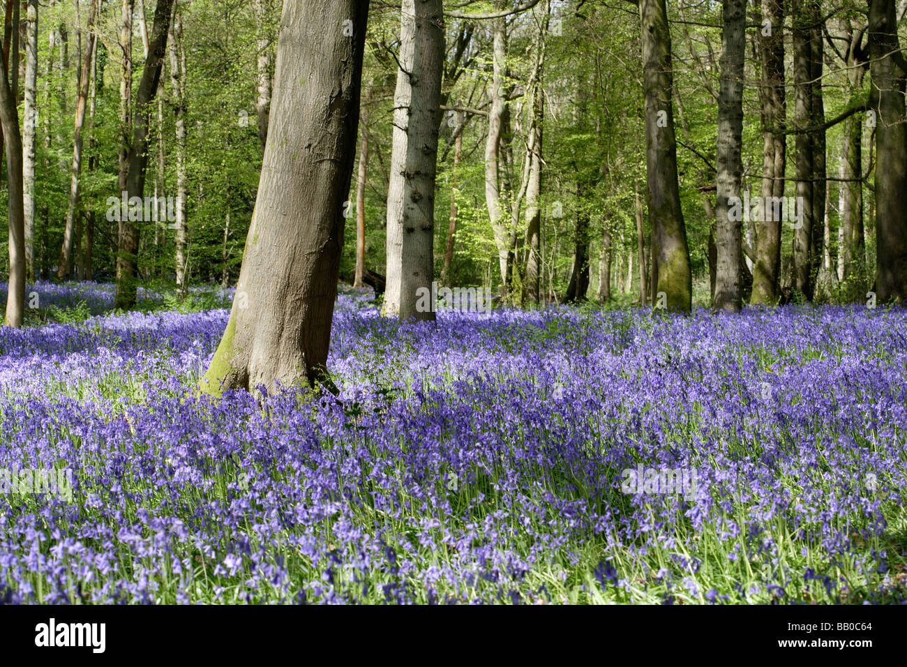 Bluebell boschi in primavera in legno Staffhurst Surrey UK Foto Stock