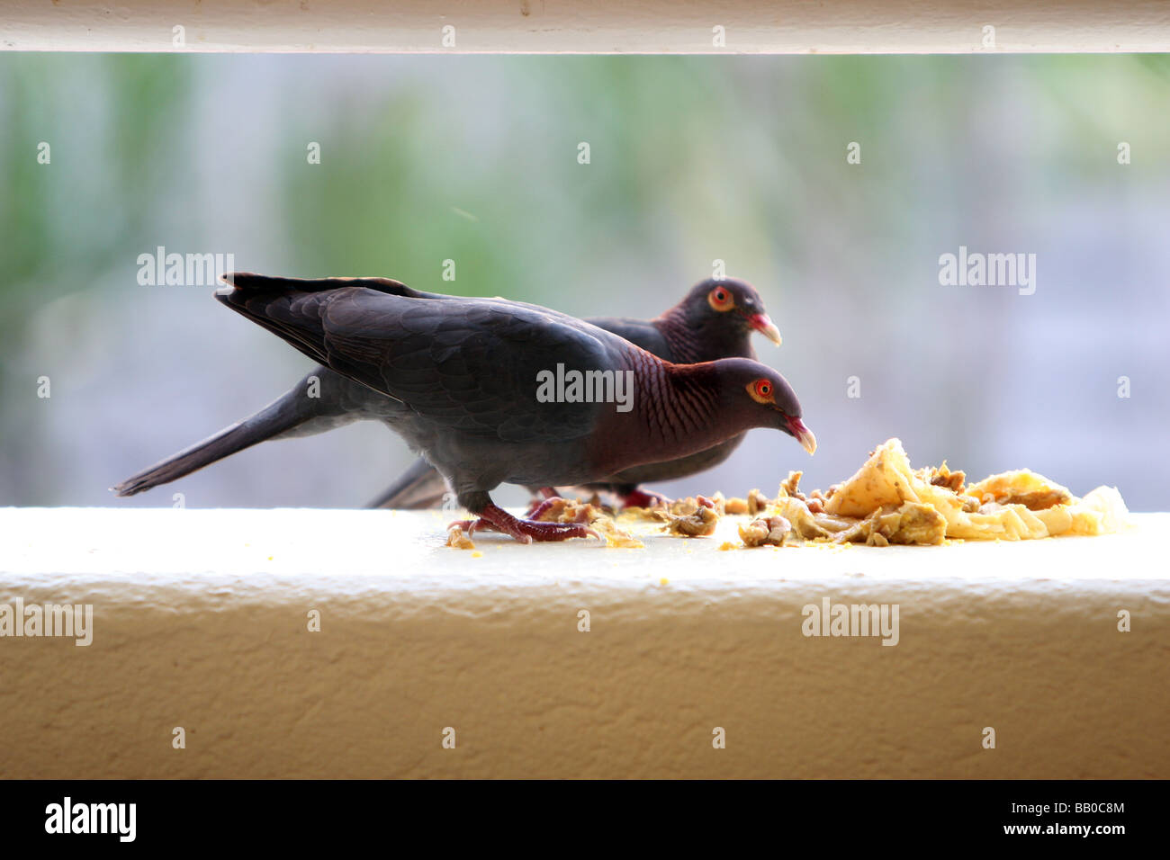 Caraibi piccioni mangiare Foto Stock