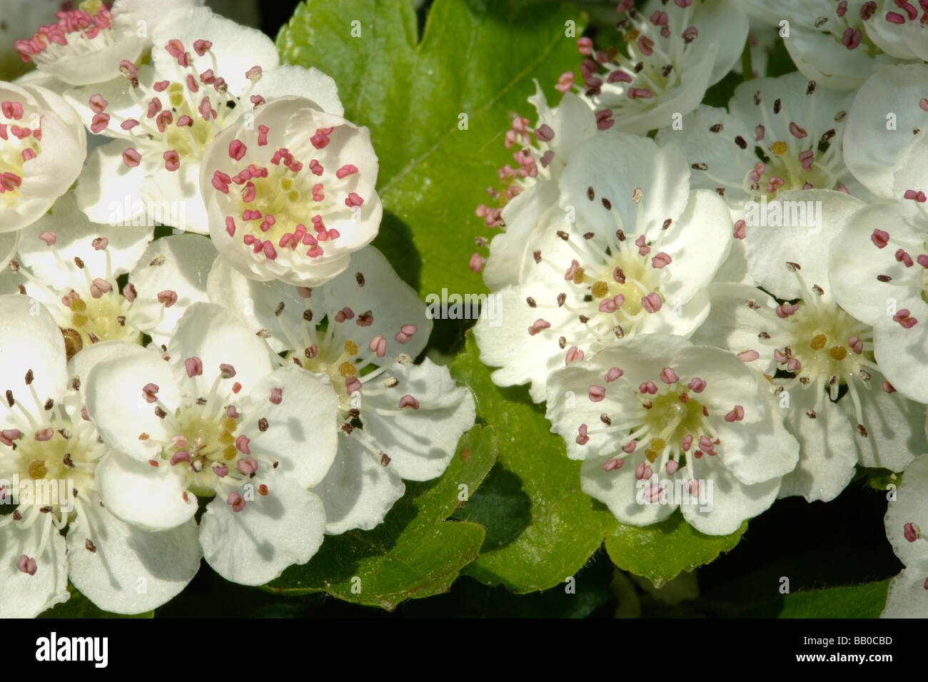 Biancospino fiori Foto Stock