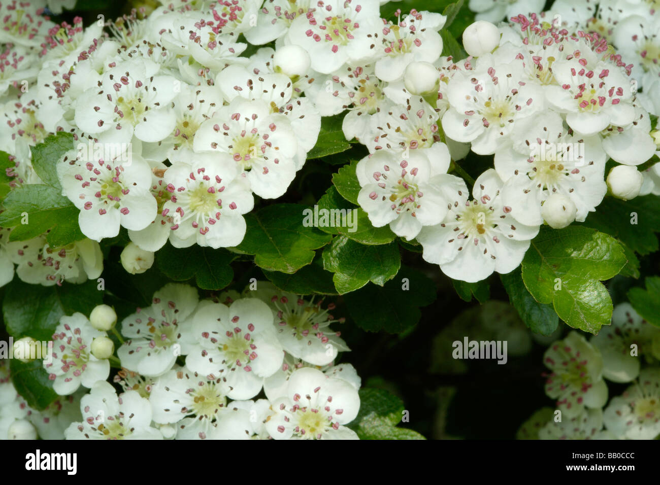 Biancospino fiori Foto Stock