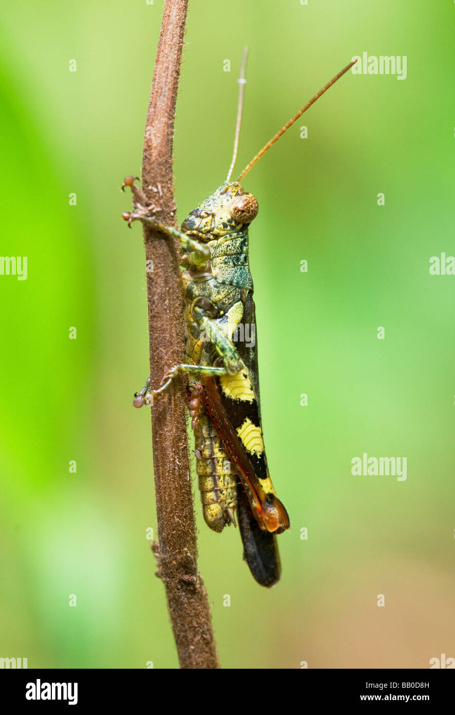 Grasshopper insetto in foresta di pioggia in Borneo Foto Stock