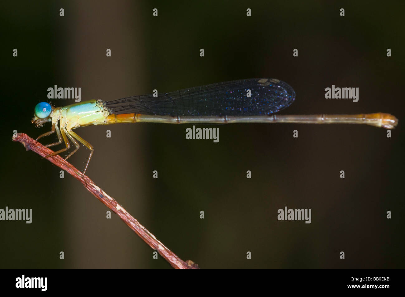 Dragonfly nella foresta di pioggia in Borneo Foto Stock