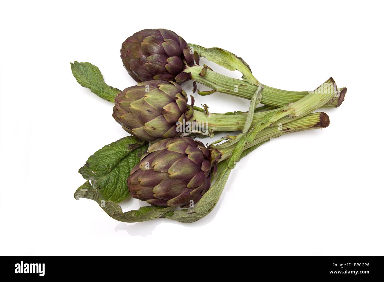 Guanto italiano carciofi isolato su un bianco di sfondo per studio Foto Stock