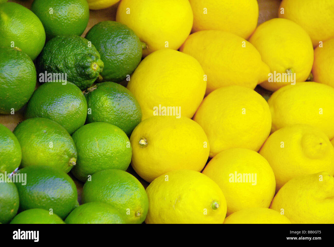 Limone Limone calce citrous 03 Foto Stock