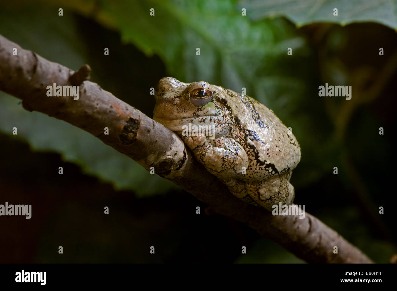 Un gray Treefrog su un ramo Foto Stock