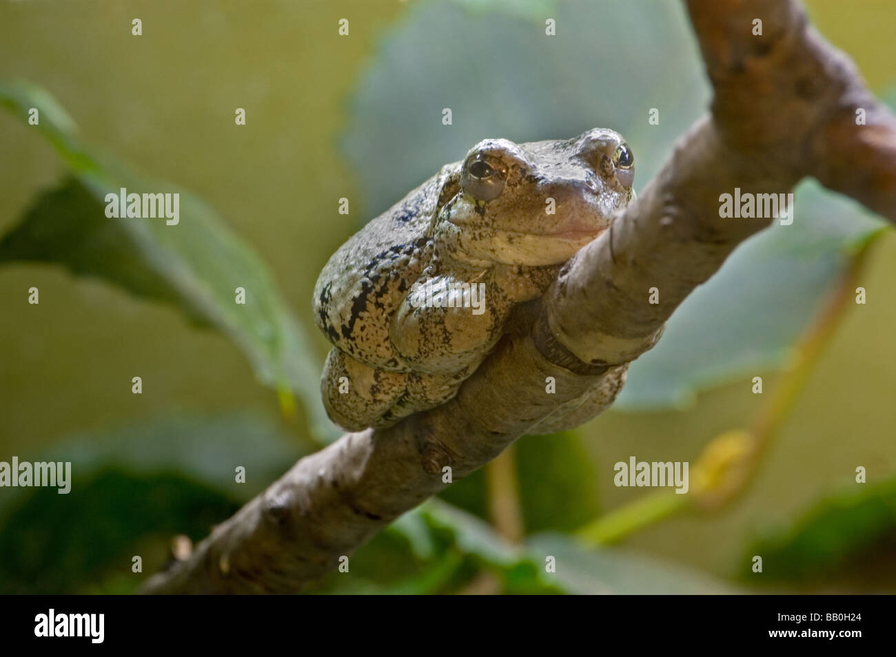 Un gray Treefrog su un ramo Foto Stock