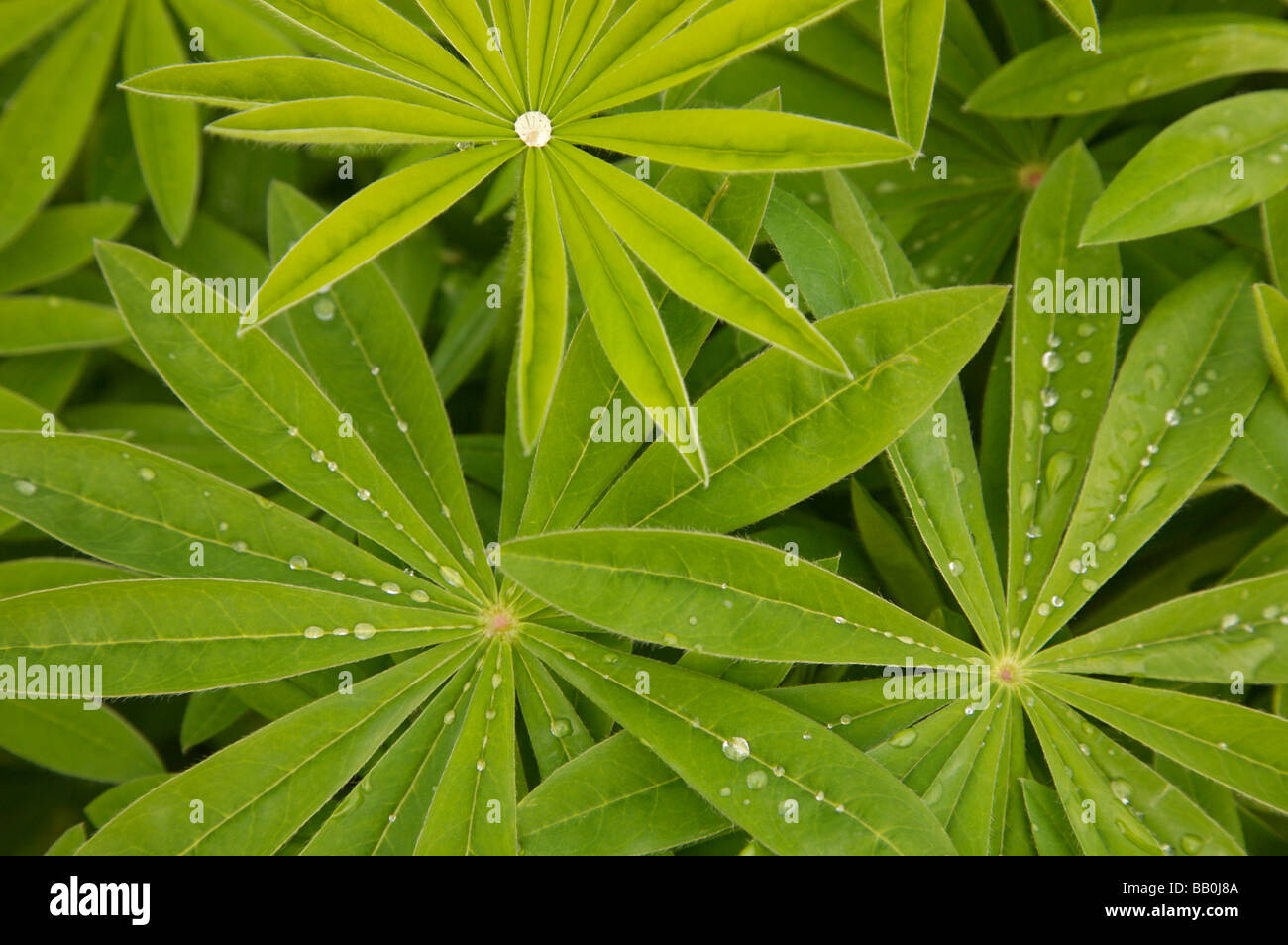 A forma di stella lupin foglie in primavera con le goccioline di acqua Foto  stock - Alamy
