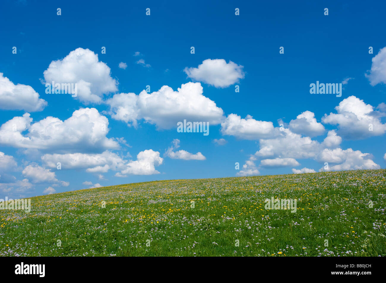 Prati fioriti con fiori di cucù cardamine pratensis tra Steingaden e Halblech in Alta Baviera Germania Europa Foto Stock