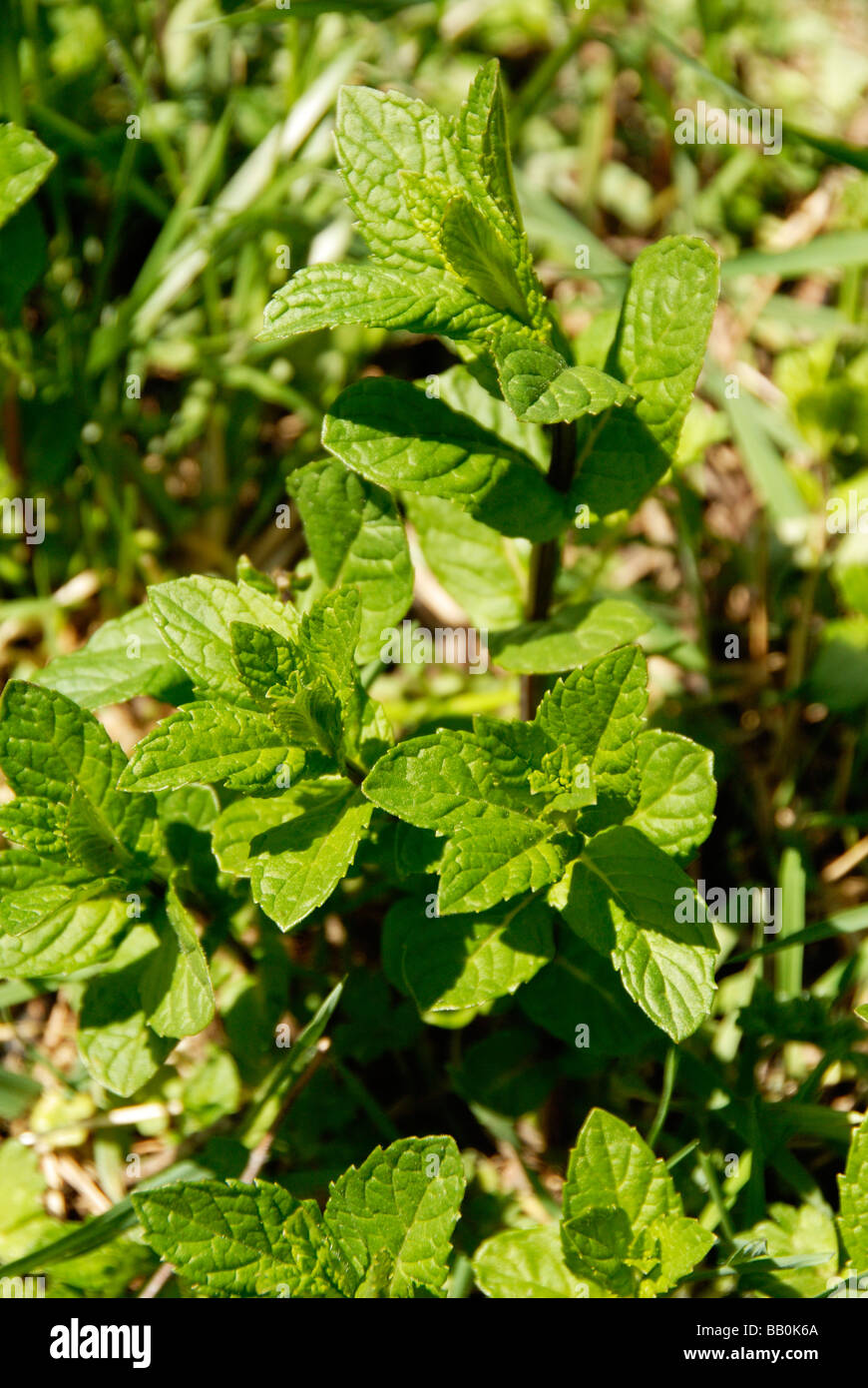 Menta verde erba che cresce in giardino Foto Stock