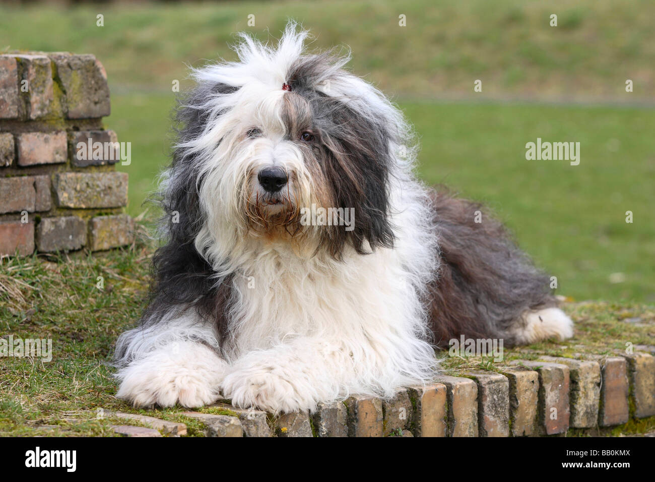 Bobtail Old English Sheepdog Foto Stock