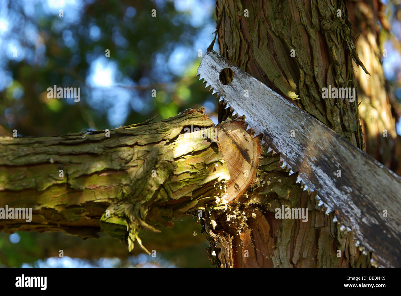 Ast absägen segare il ramo 04 Foto Stock