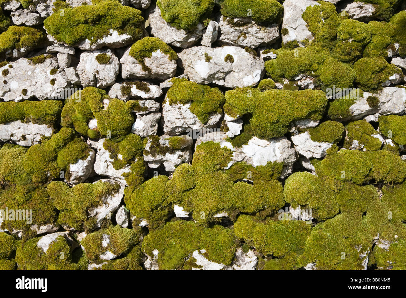 Close up di coperte di muschio secco parete in pietra realizzate da pavimentazione di pietra calcarea, Cumbria, Inghilterra Foto Stock