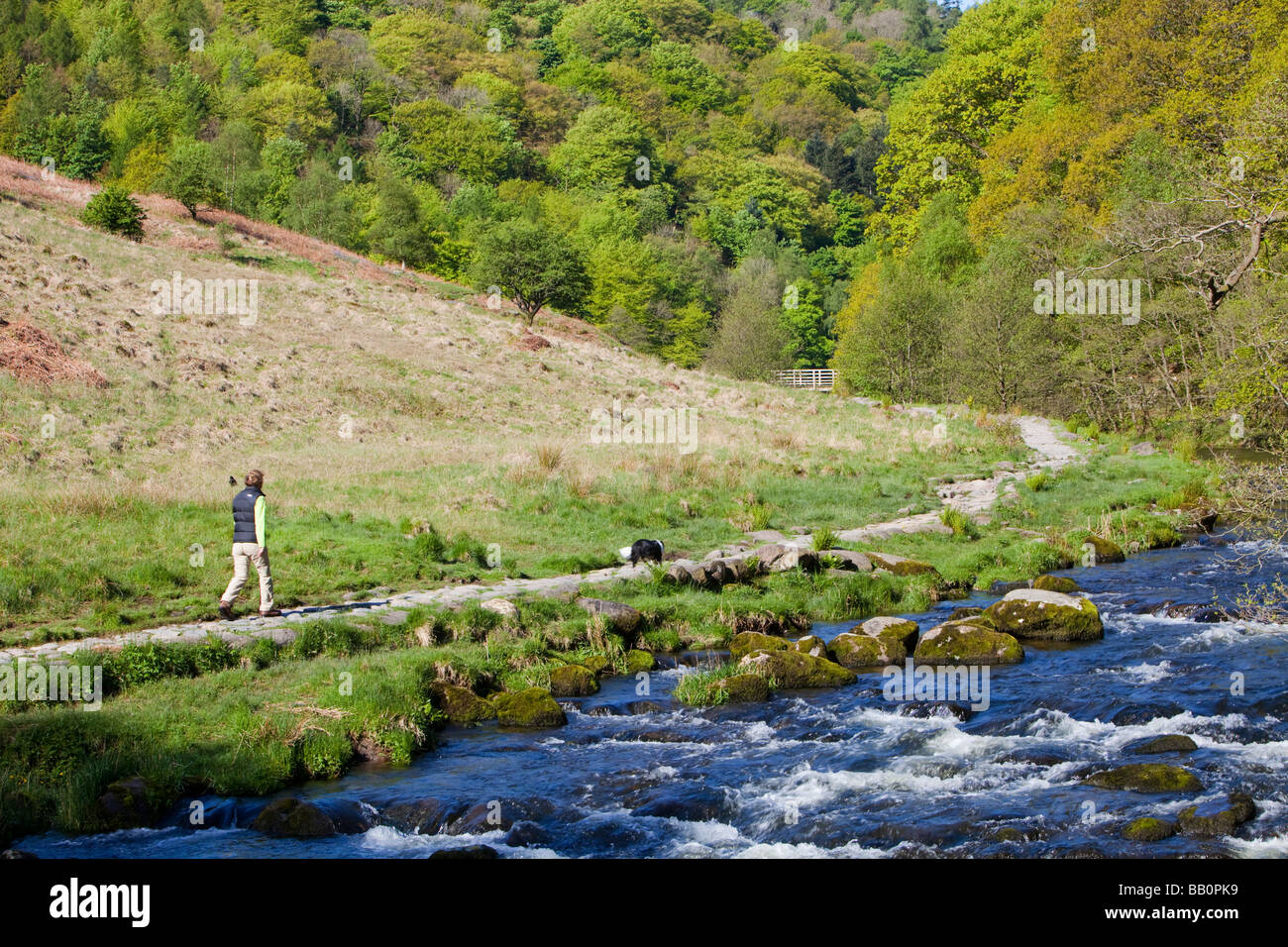 Una donna che cammina lungo un percorso lungo il fiume a rydal nel distretto del lago REGNO UNITO Foto Stock