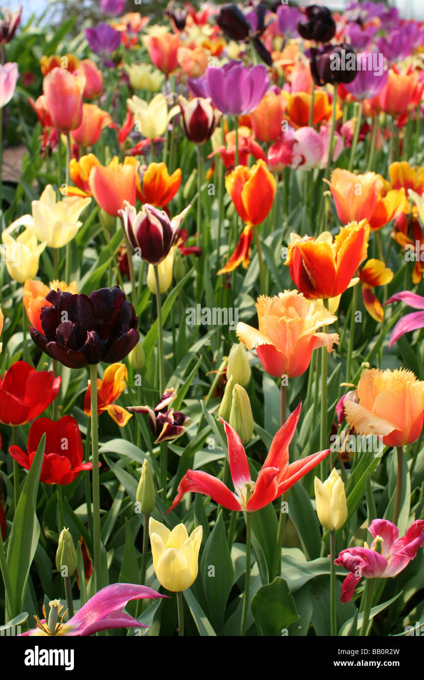 Tulipani misti Eden [progetto, Cornwall, England, Regno Unito, Europa]. . Foto Stock