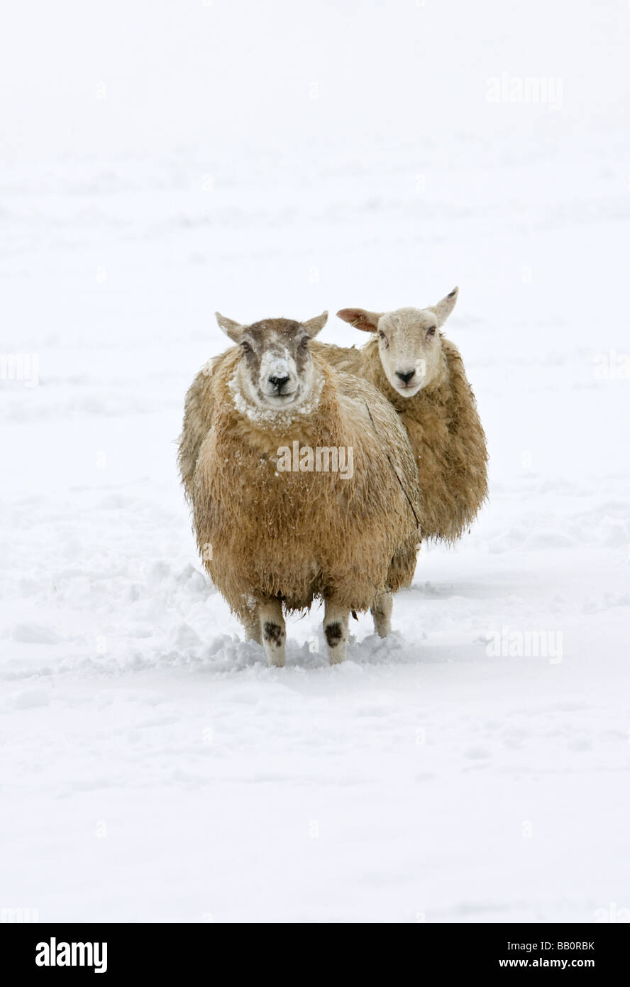 Pecore in inverno la neve Foto Stock