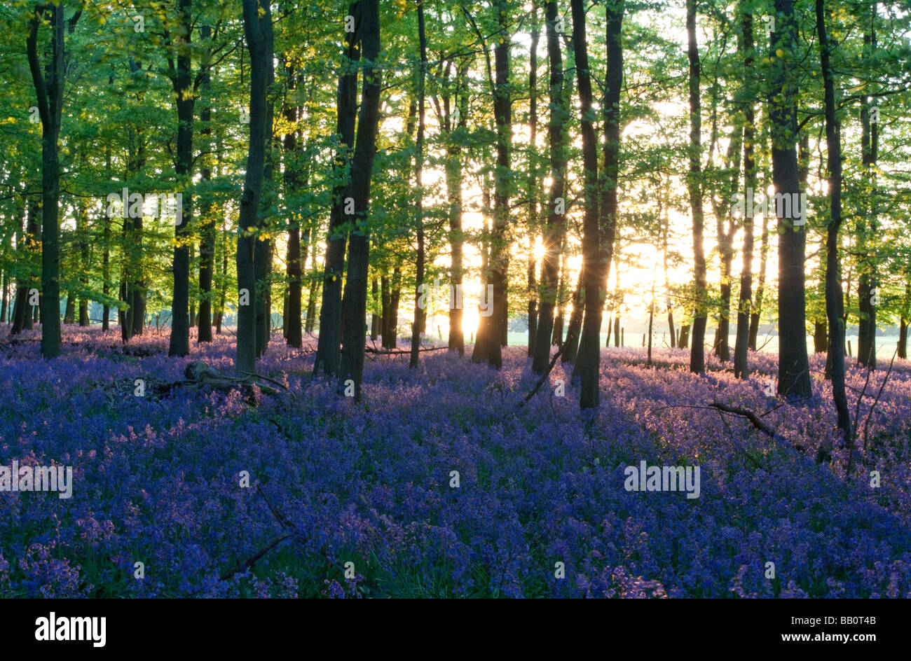 Boschi Ashridge Bluebells - Buckinghamshire Foto Stock