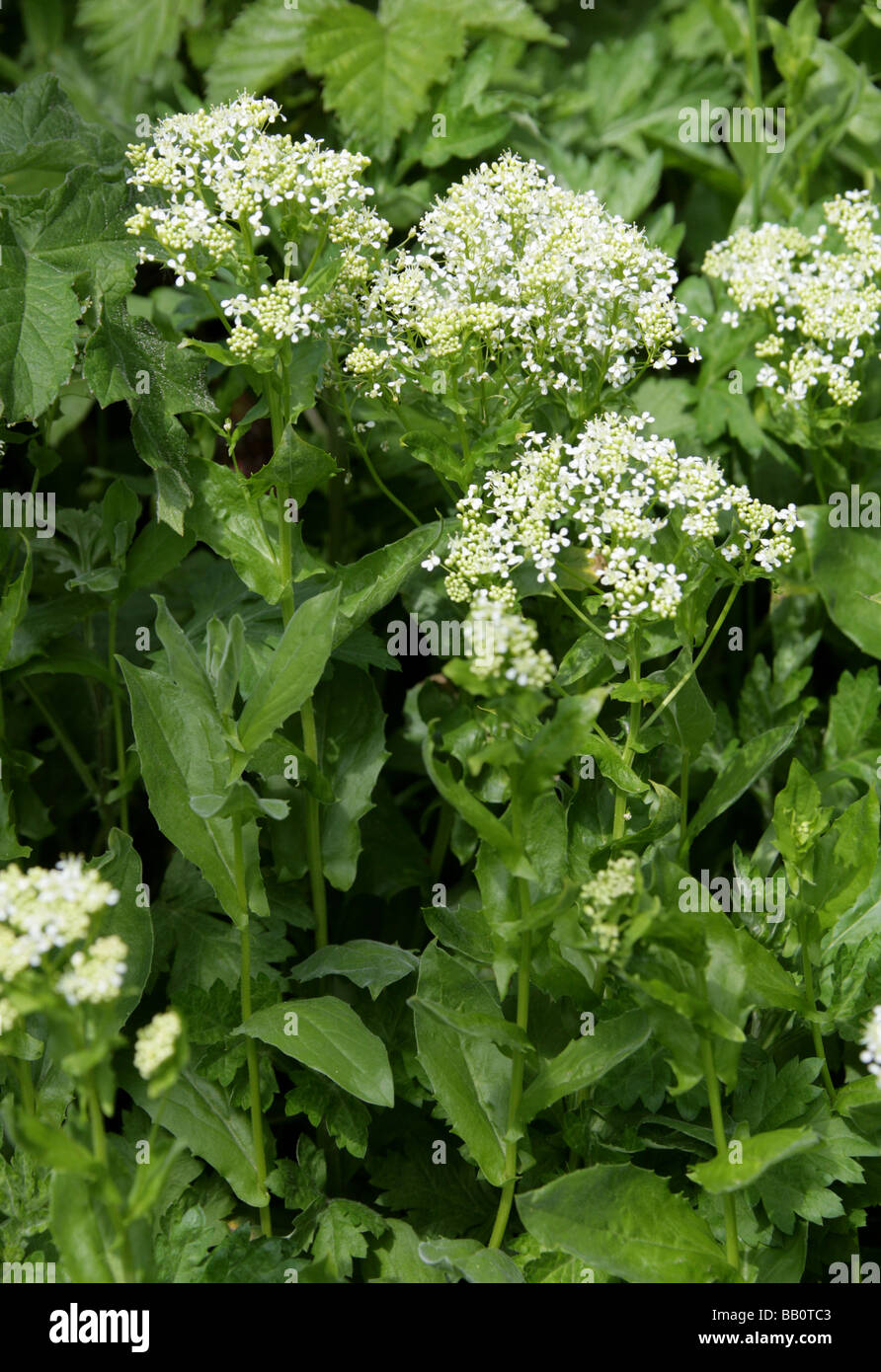 Annoso crescione, Cardaria draba, Brassicaceae Foto Stock