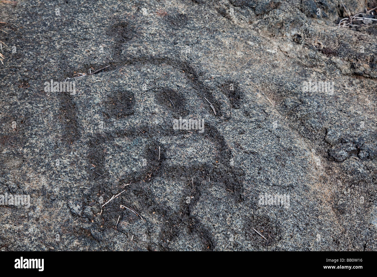 Antiche incisioni rupestri di Hawaiian Big Island delle Hawaii Foto Stock
