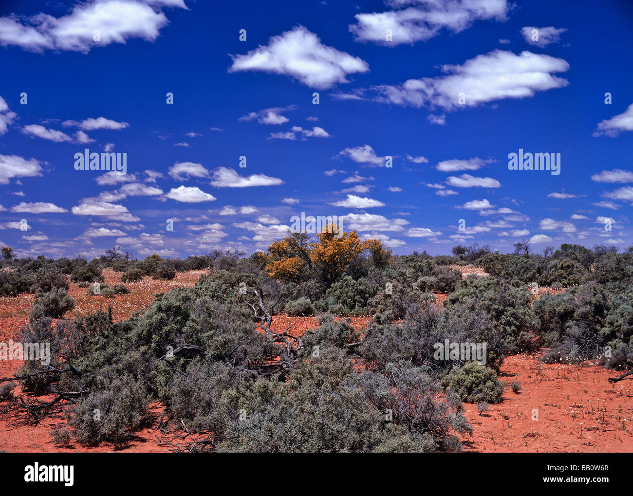 Bluebush, outback Australia Foto Stock