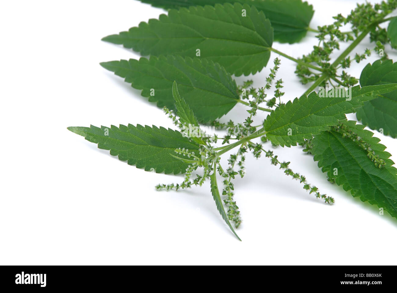 Ortica Brennessel 09 Foto Stock