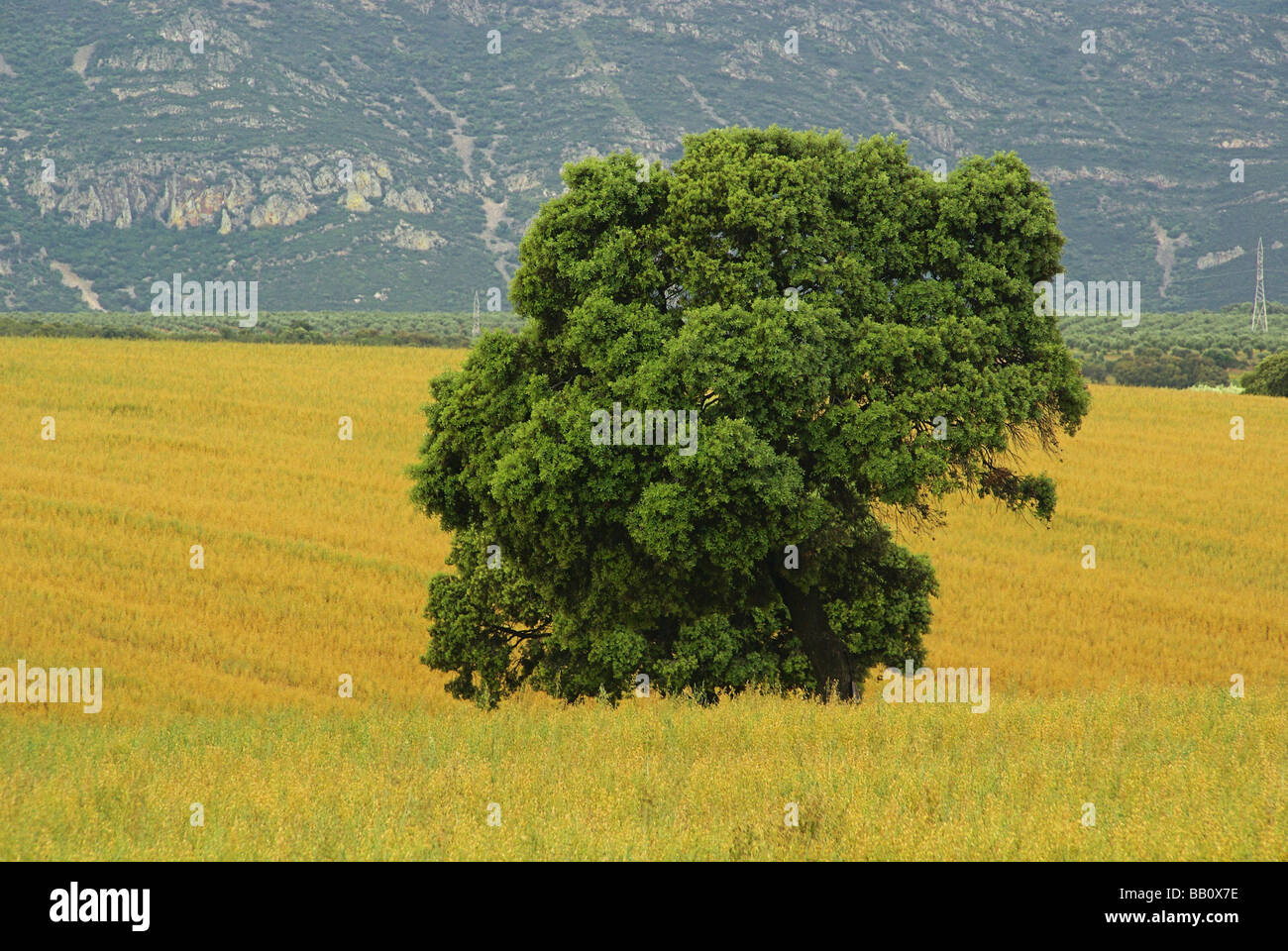 Dehesa 08 Foto Stock